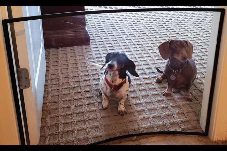 ClearPro Dog Gate